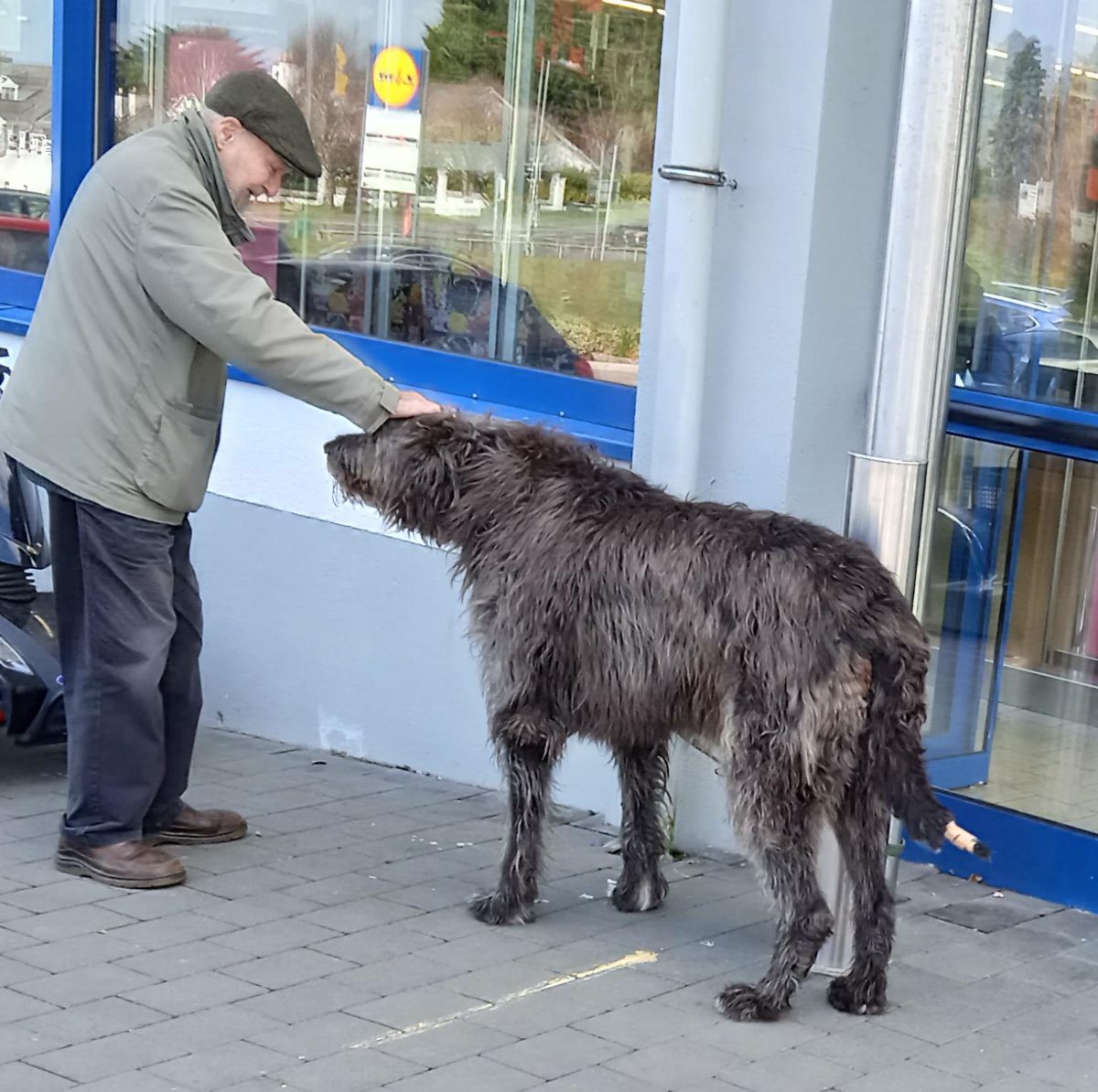 large black irish wolfhound standing outside a store being petted by an old man