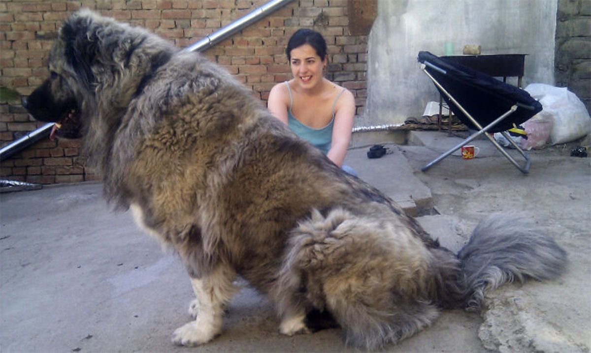 large black white and brown dog sitting next to a woman
