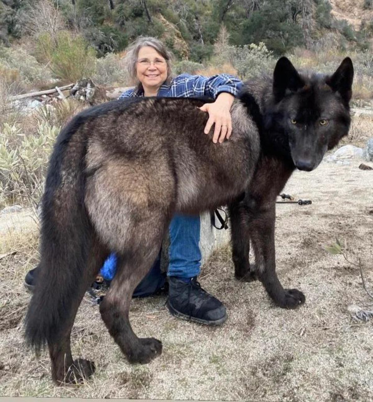 large black wolfdog breed standing next to an old woman