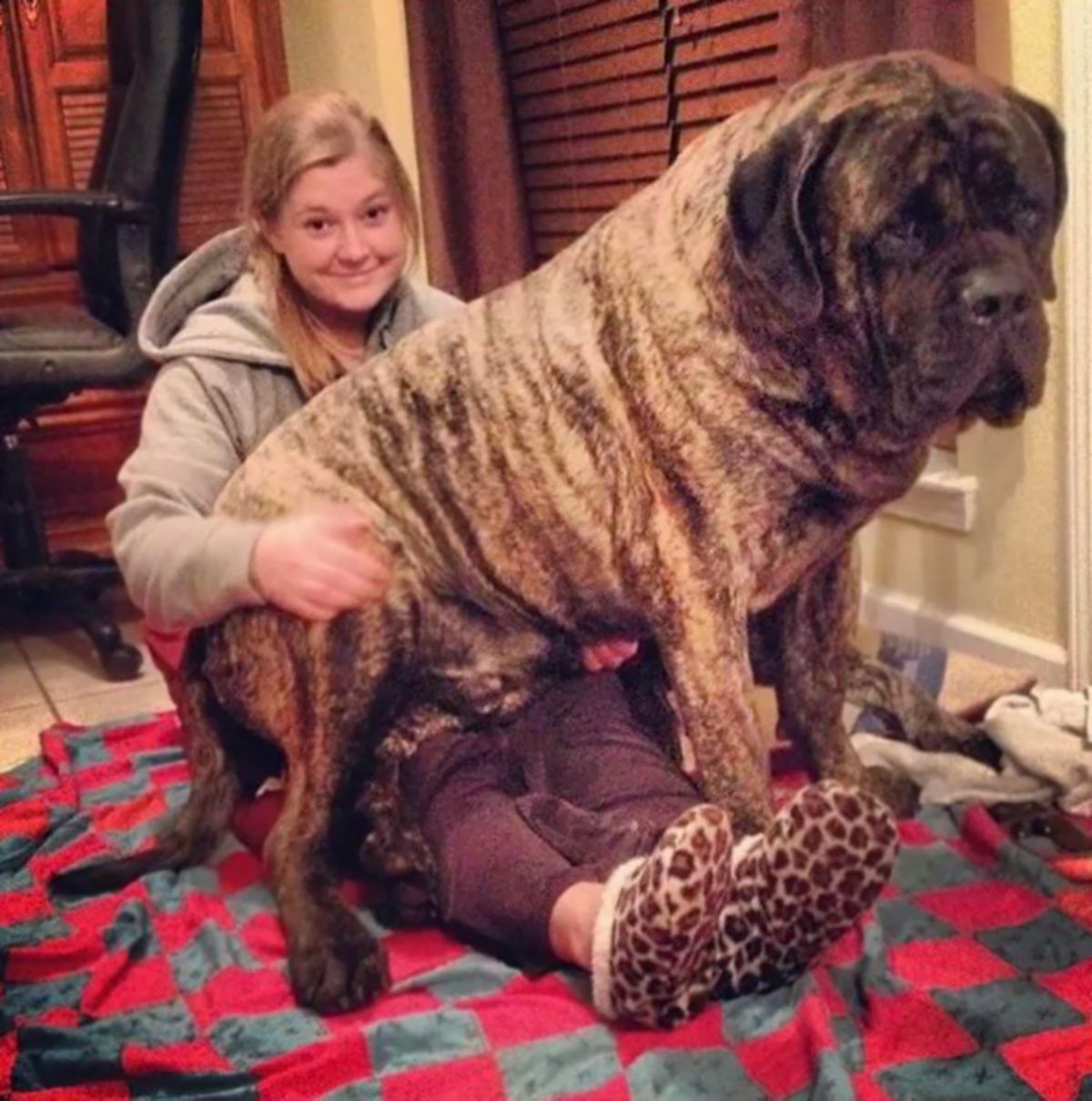 large brown and black brindle dog sitting on a young woman's lap