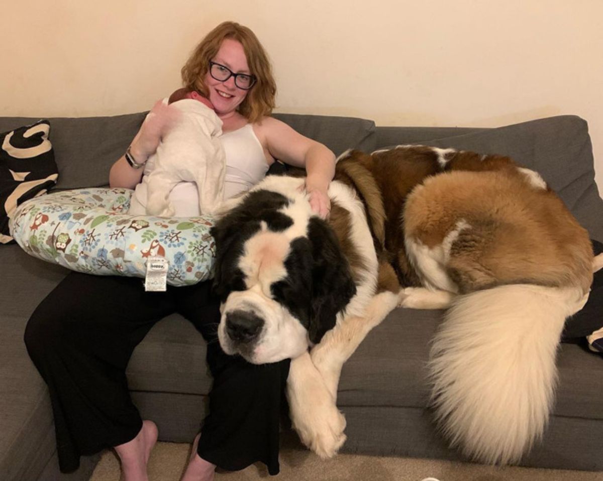 large brown black and white dog laying on a grey sofa next to a woman holding a baby