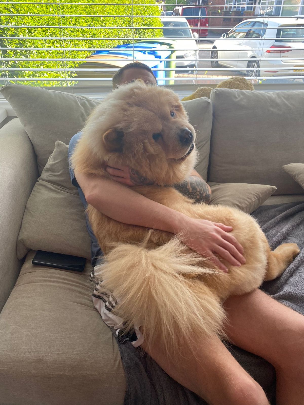 large brown chow chow being held on a man's lap
