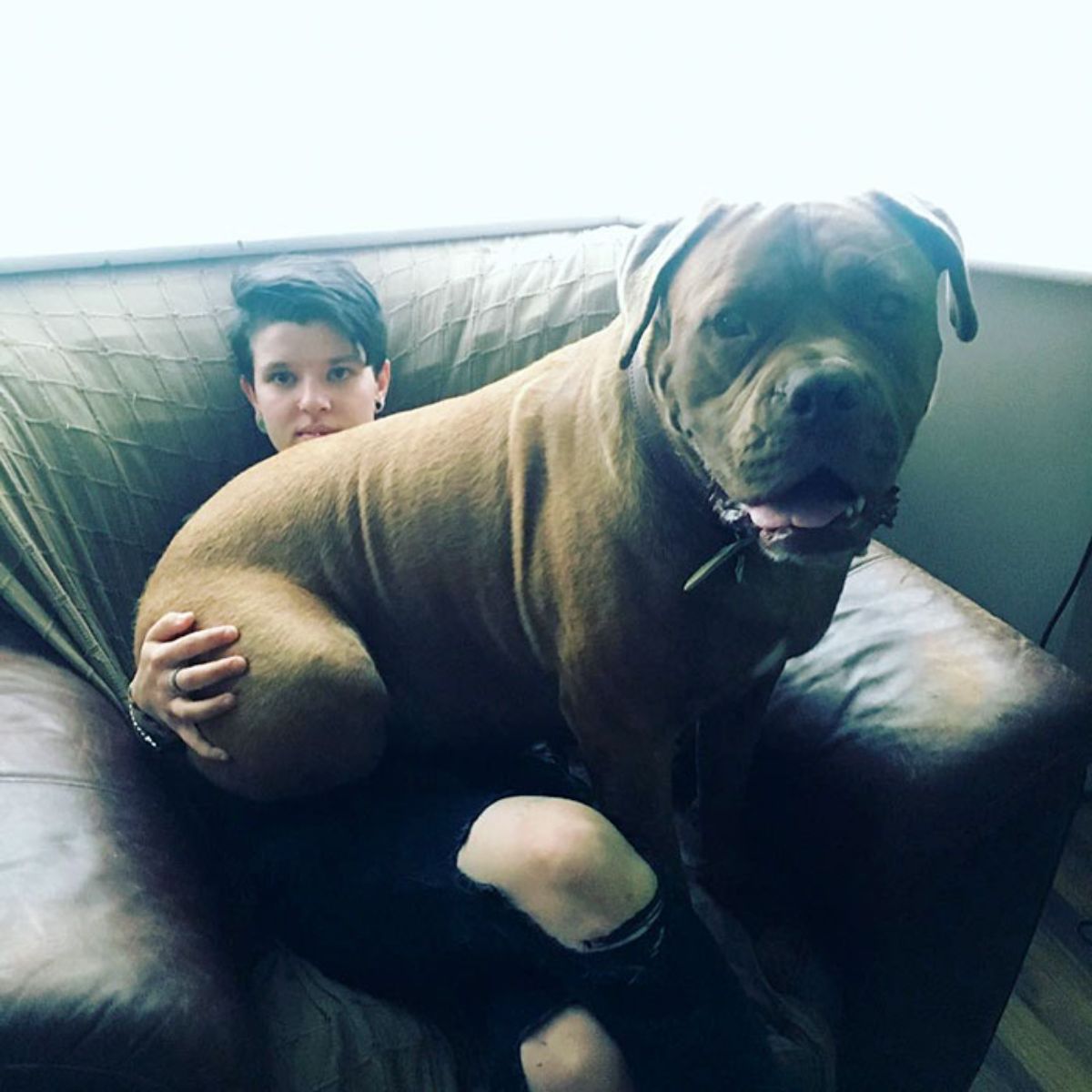 large brown dog laying someone's lap