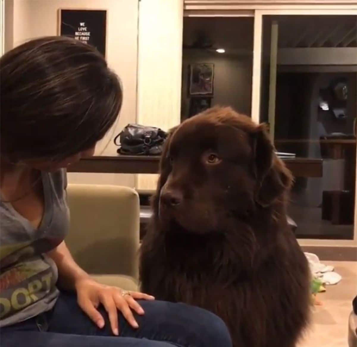 large brown dog sitting next to a woman
