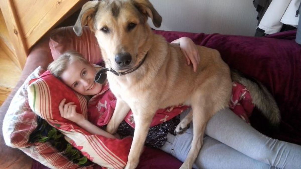 large brown dog sitting on a woman on a red sofa