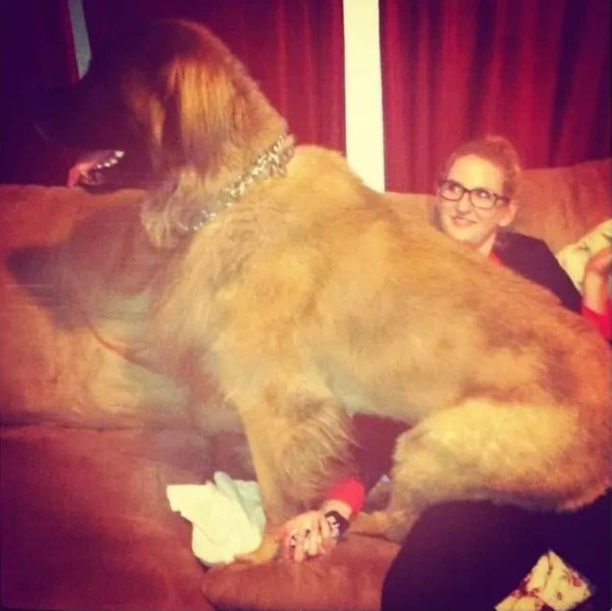 large brown dog sitting on a woman's lap