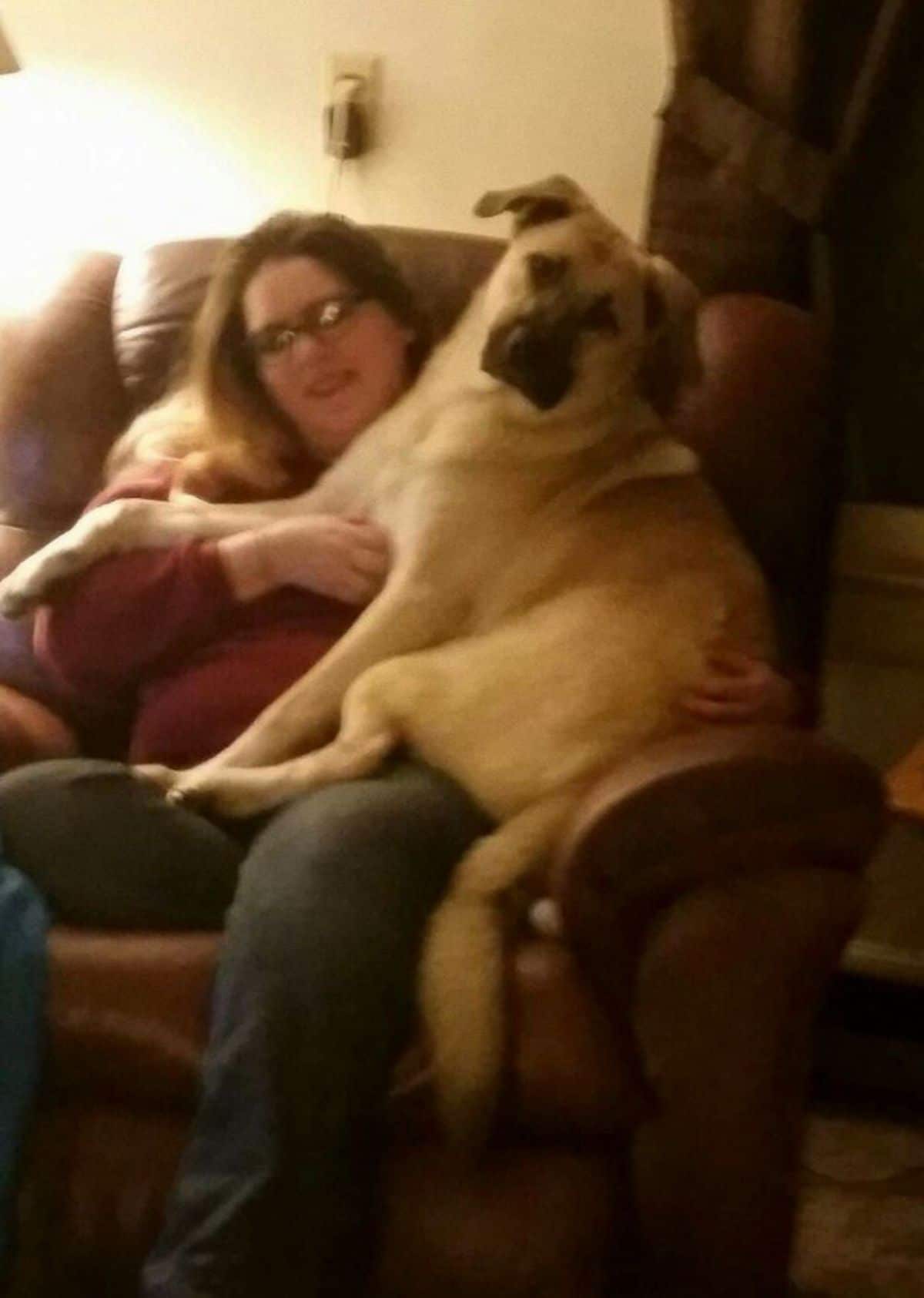 large brown dog sitting on a woman's lap