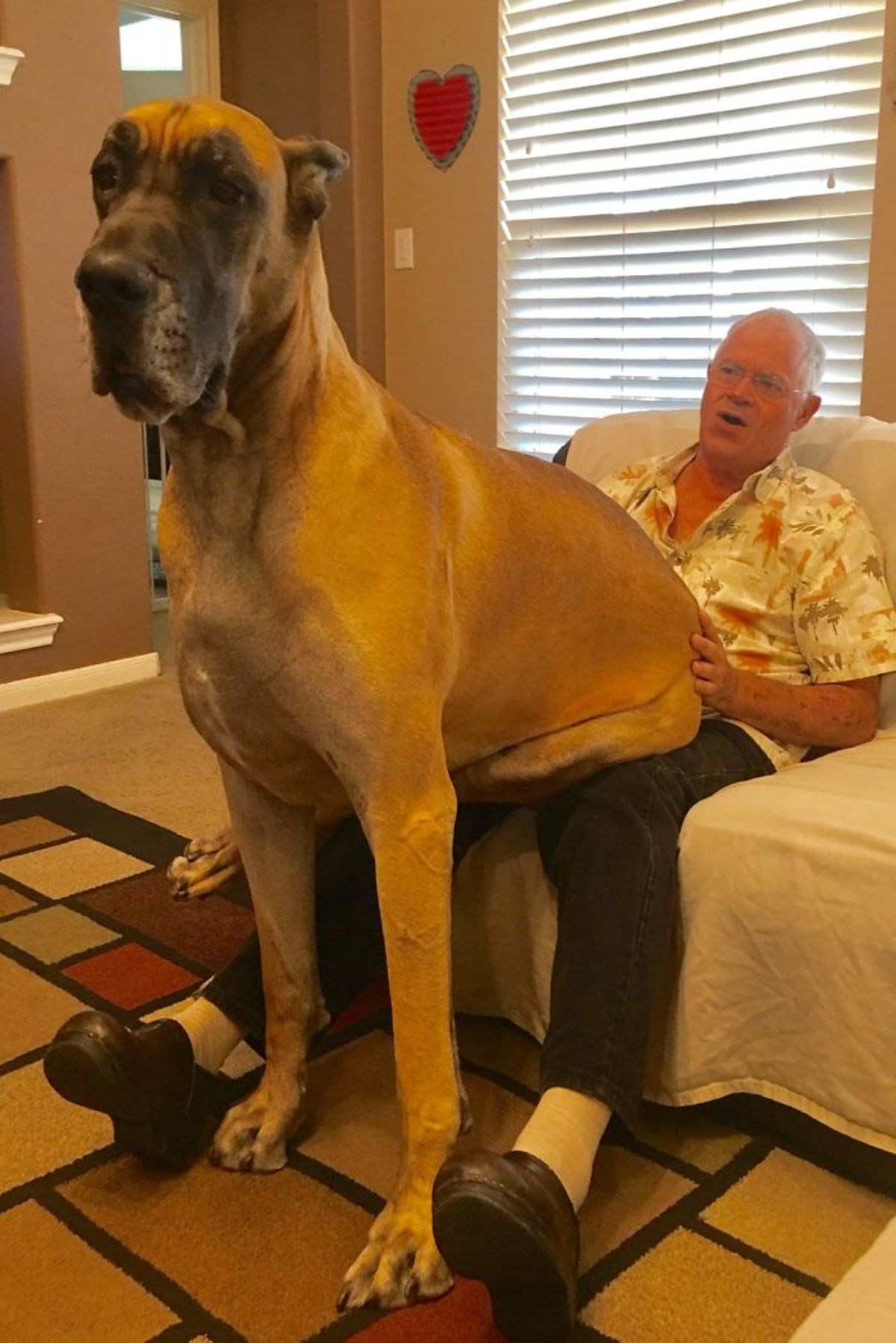 large brown dog sitting on an old man's lap