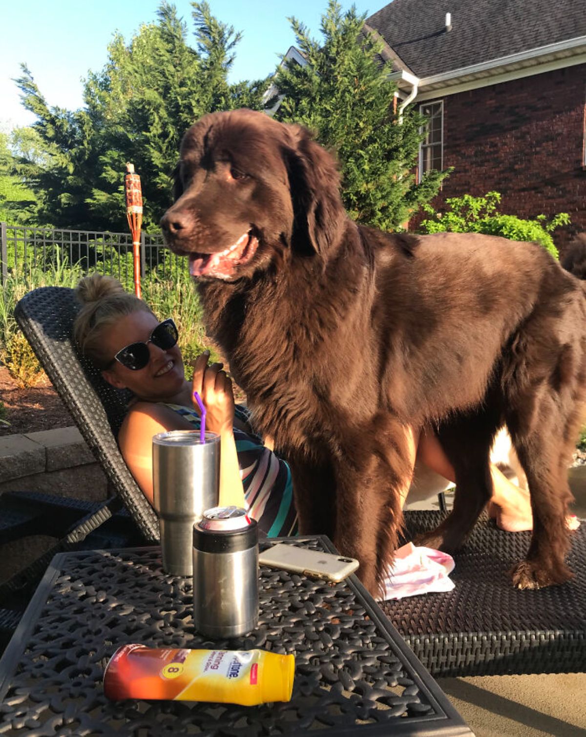 large brown dog standing over a woman laying on a black lounge chair