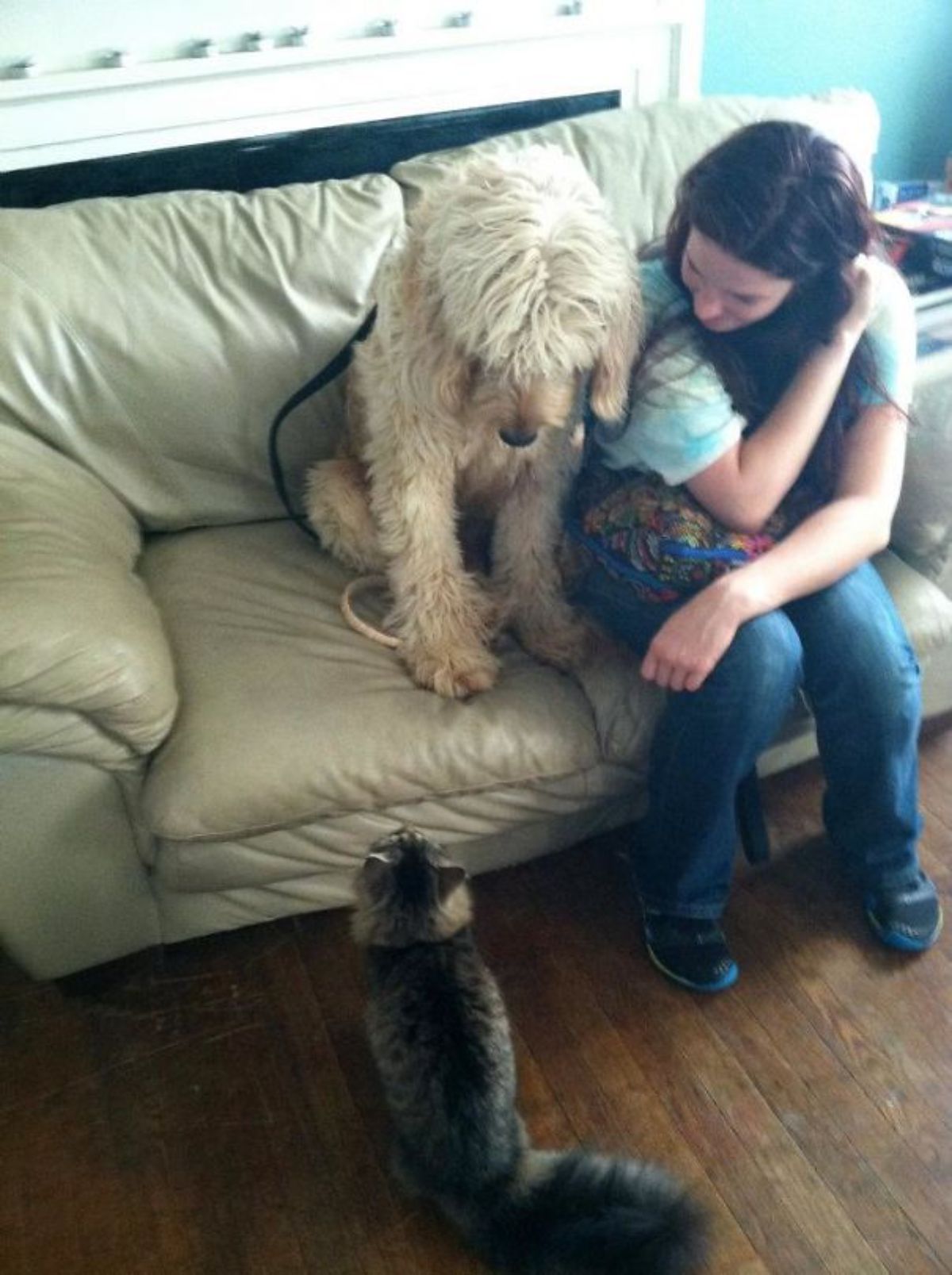large brown fluffy dog sitting ona beige sofa next to a woman and the dog is afraid of a brown tabby cat sitting on the floor