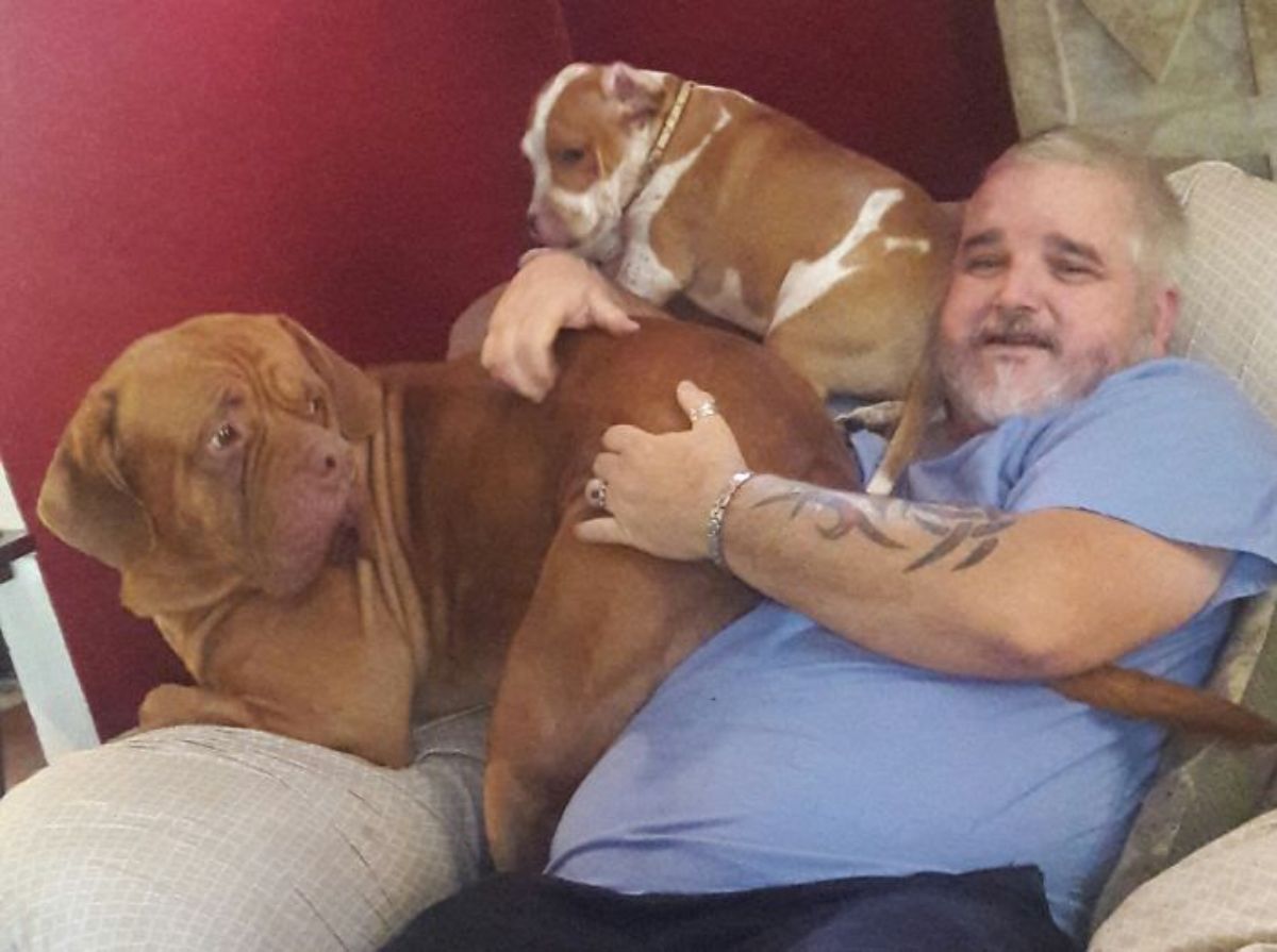 large brown mastiff and a smaller brown and white dog laying on a man sitting on a chair