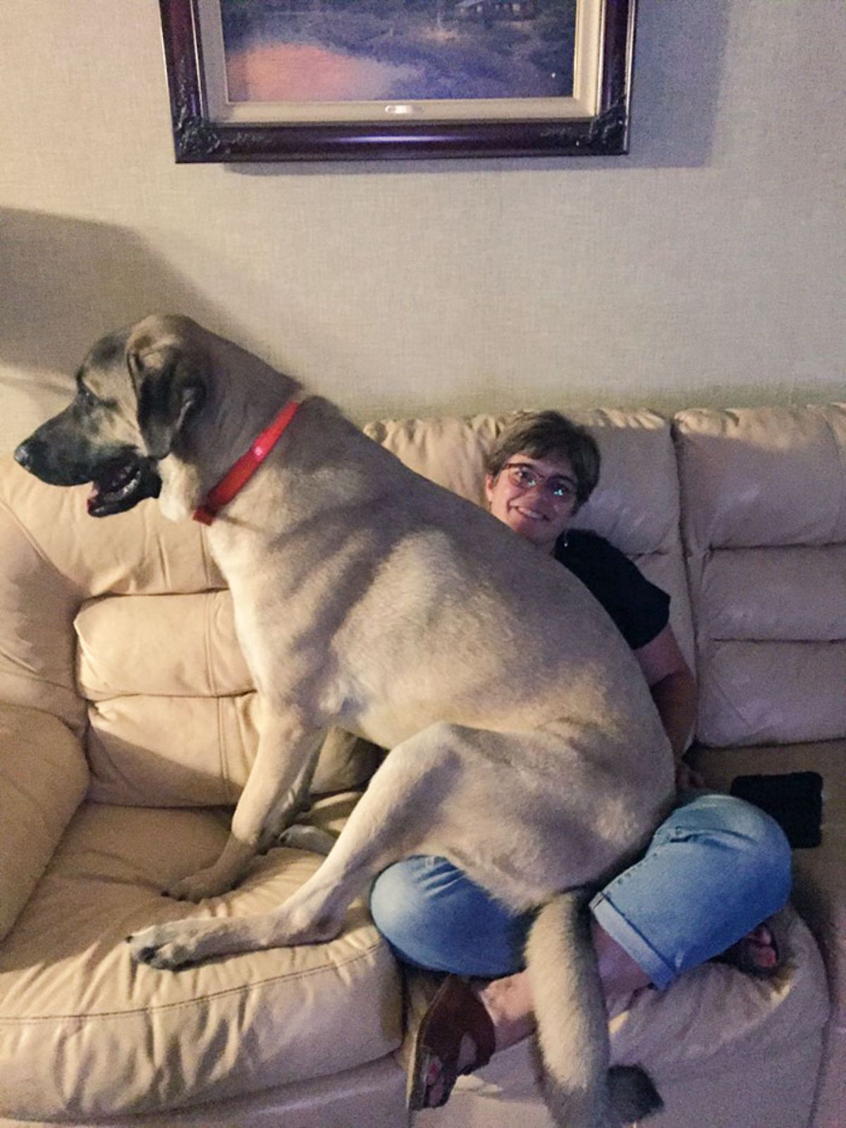 large brown mastiff sitting on a person's lap