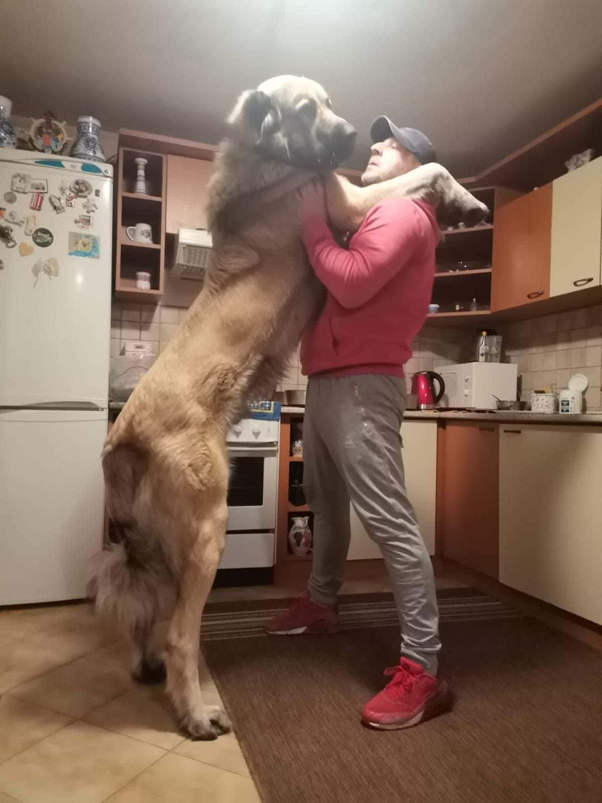 large brown mastiff standing on hind legs with the front legs on a man's shoulder