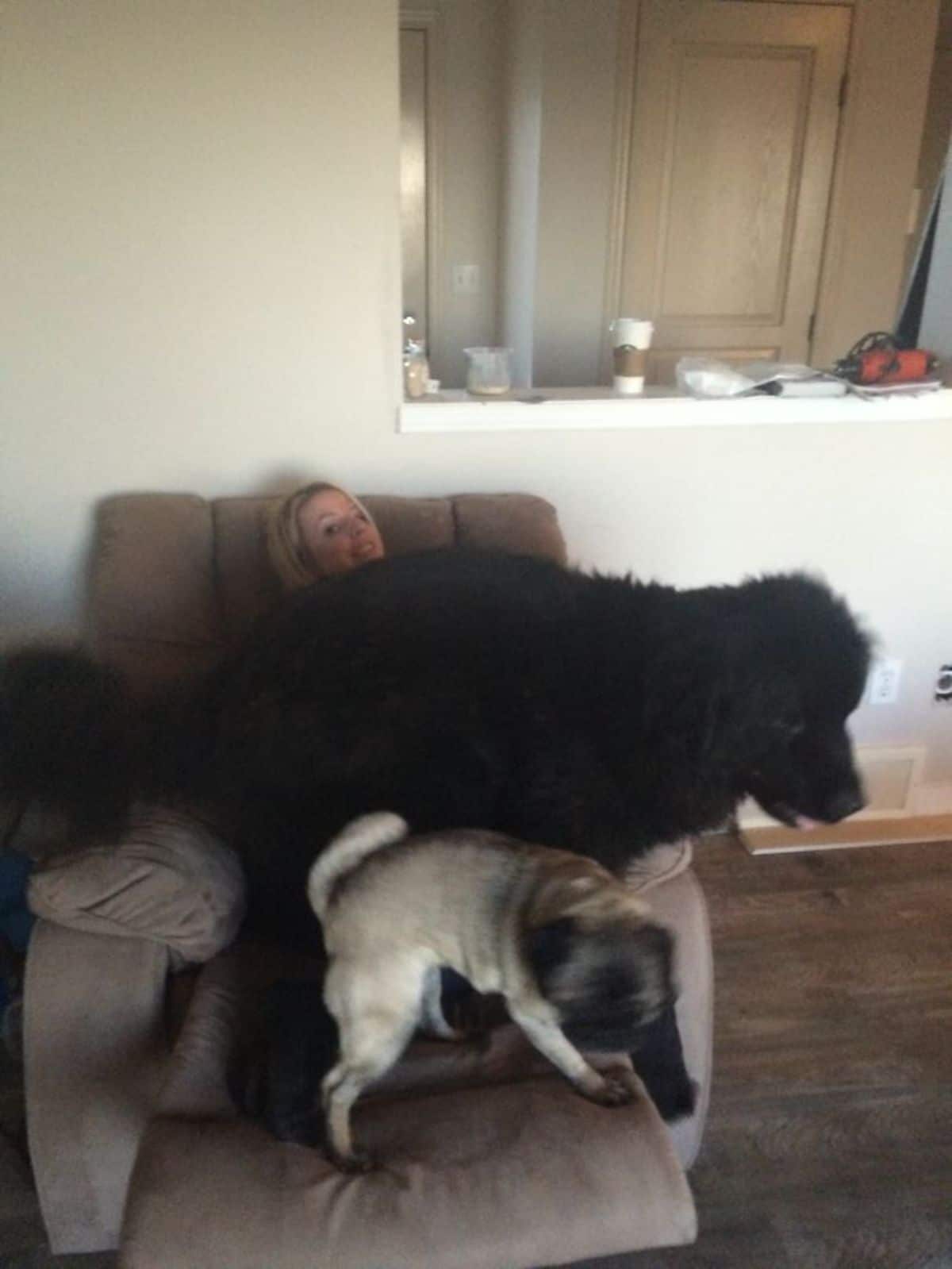 large fluffy black dog laying across a woman's lap with a brown pug next to it