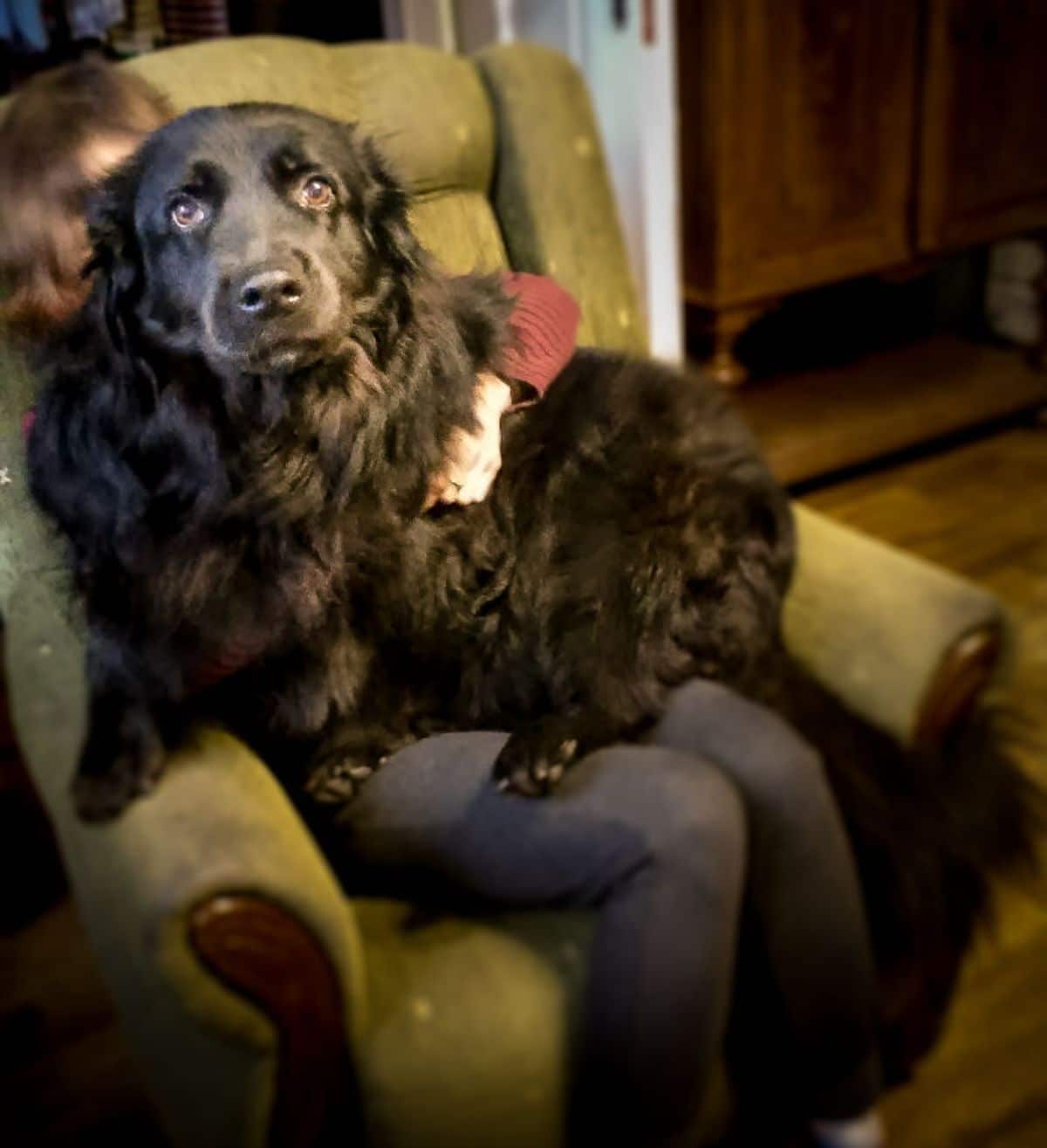 large fluffy black dog sitting on someone's lap