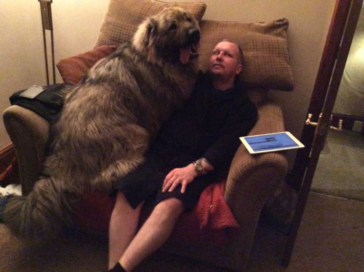 large fluffy brown and black dog laying on a brown chair next to a man