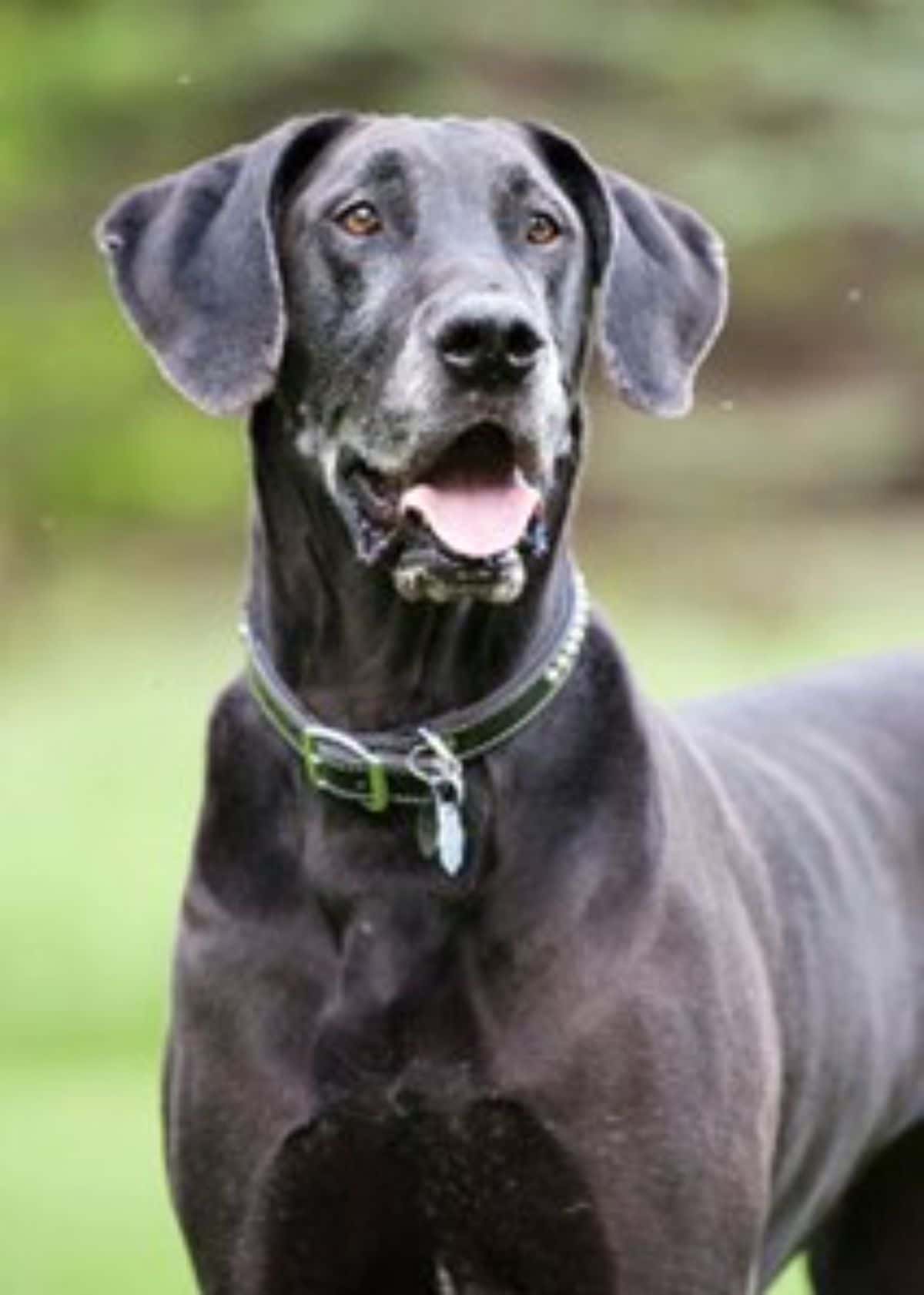 large grey dog standing and smiling