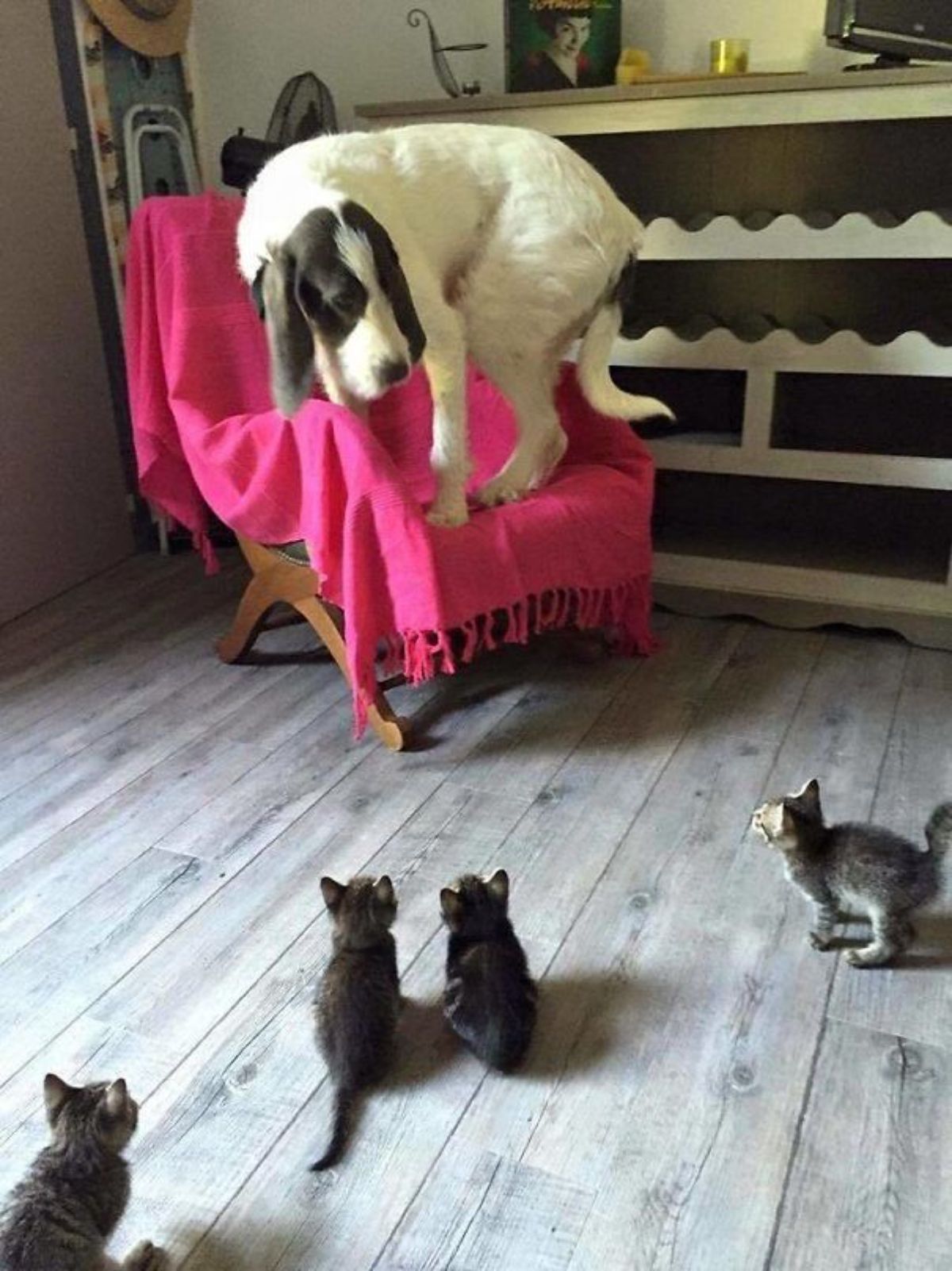 large white and black dog on a pink scarf on a wooden chair being scared of four grey tabby kittens