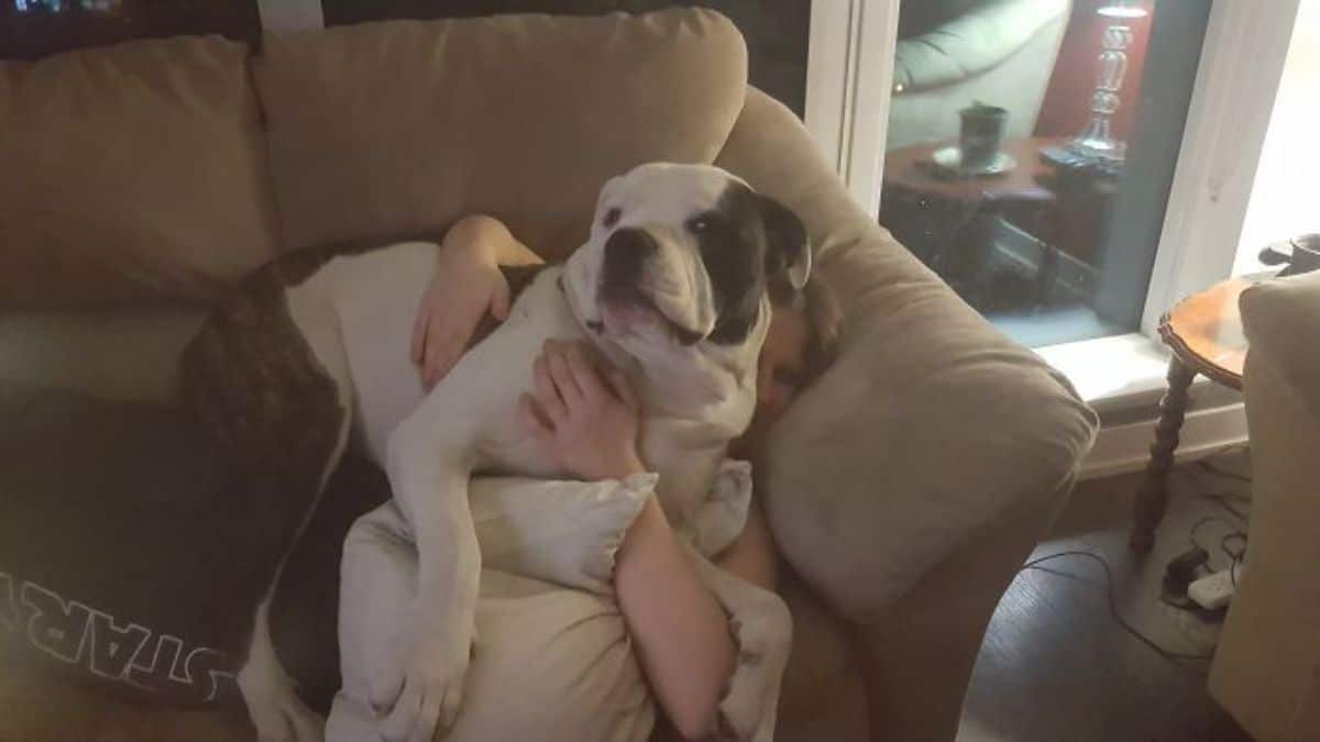 large white and brown dog laying on someone laying on a beige sofa