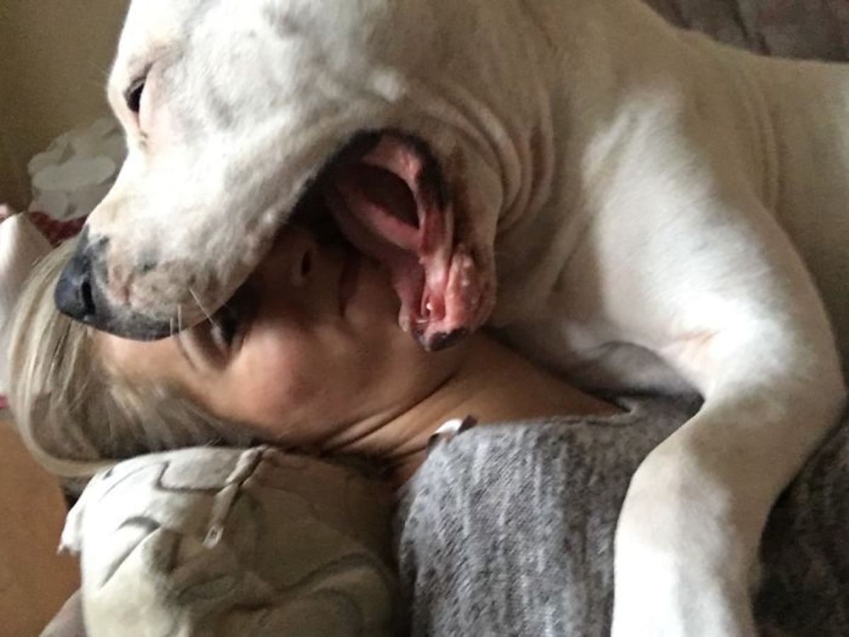 large white dog laying on a woman and with the mouth open over her face in play