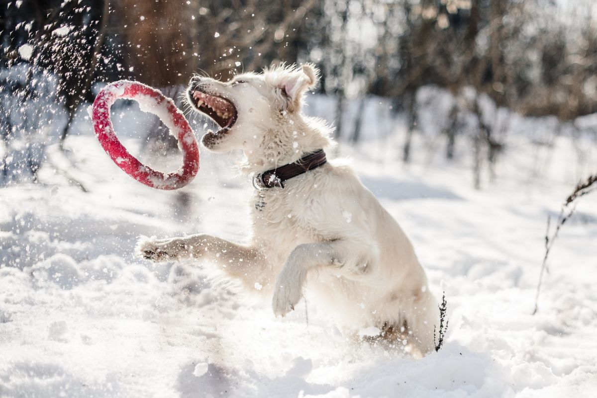 light brown dog jumping in snow to catch a red frisbee