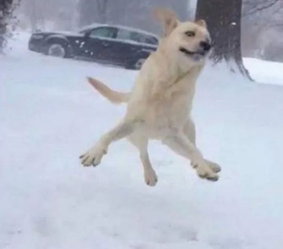 light brown dog jumping in the air in a snowy area