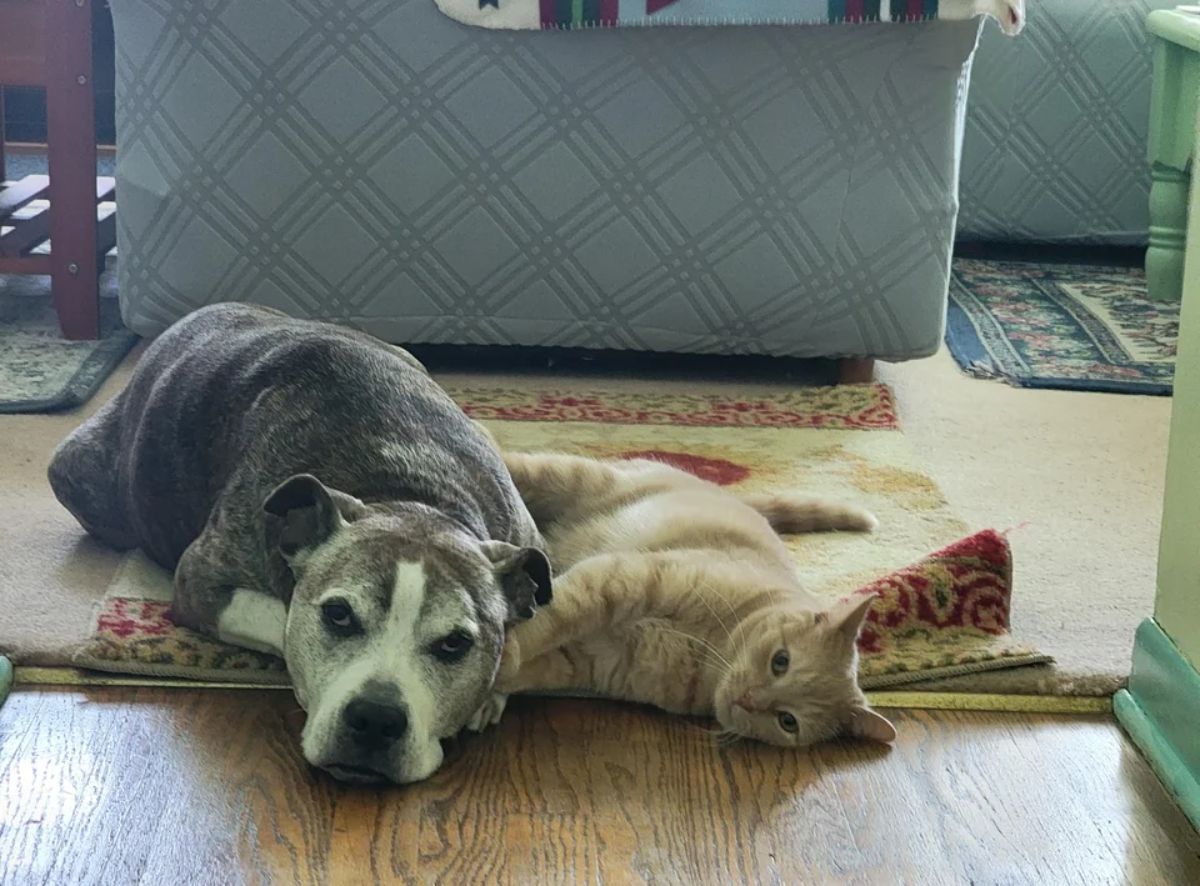 old black and white dog laying on carpets with an orange cat