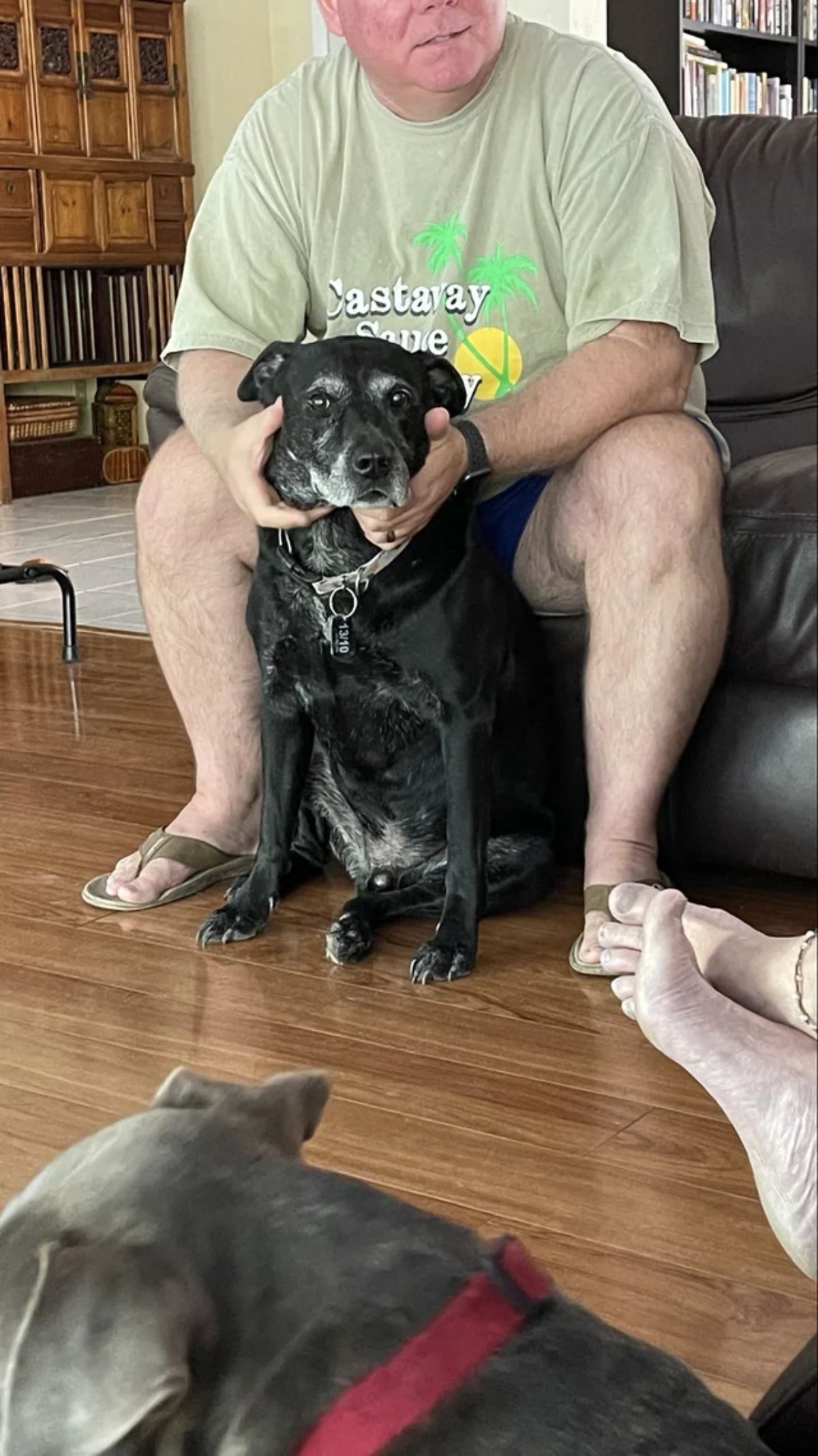 old black dog sitting on the floor with a man petting the dog