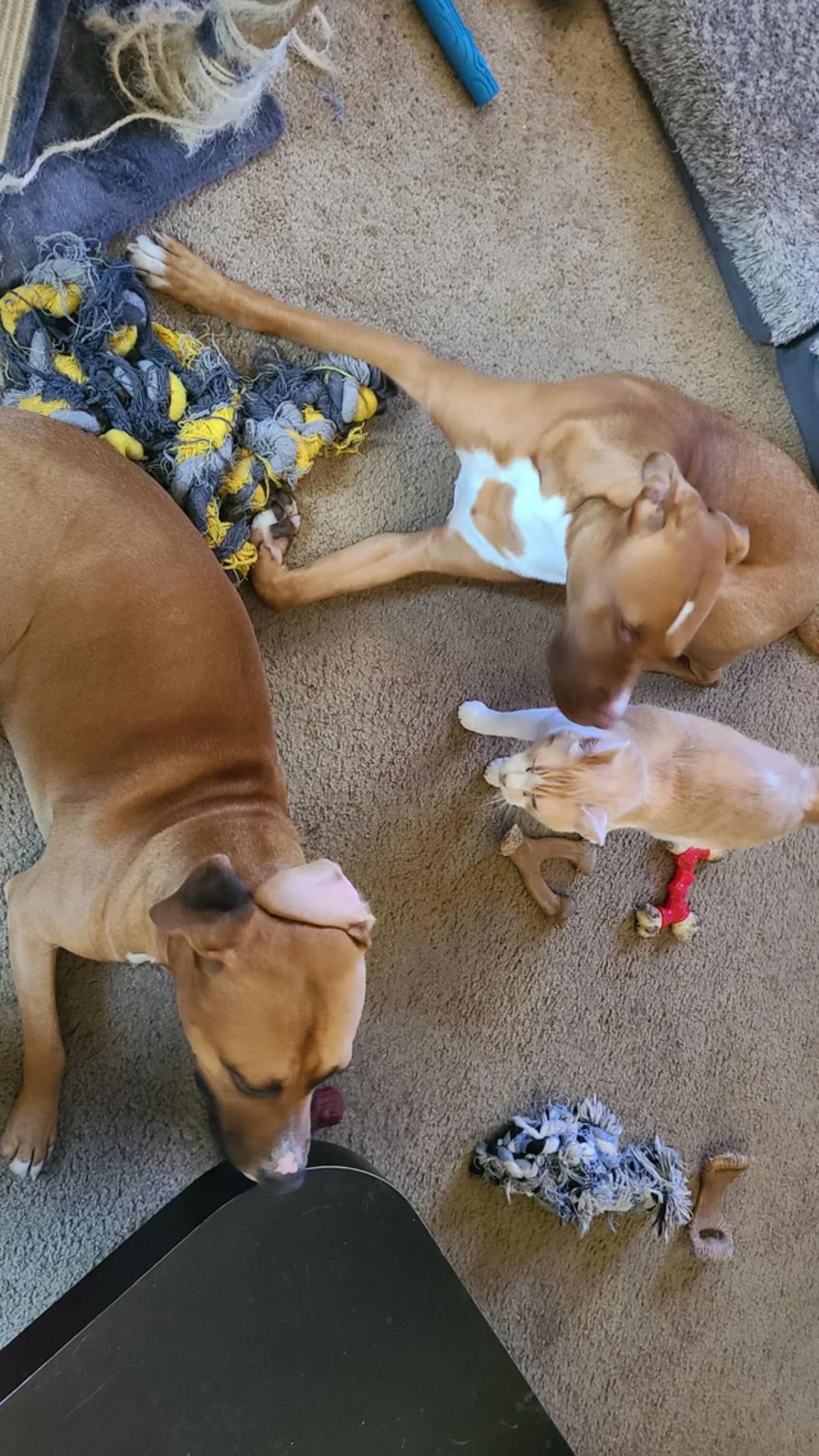 one brown pitbull and one brown and white pitbull laying on the floor with an orange and white cat between them