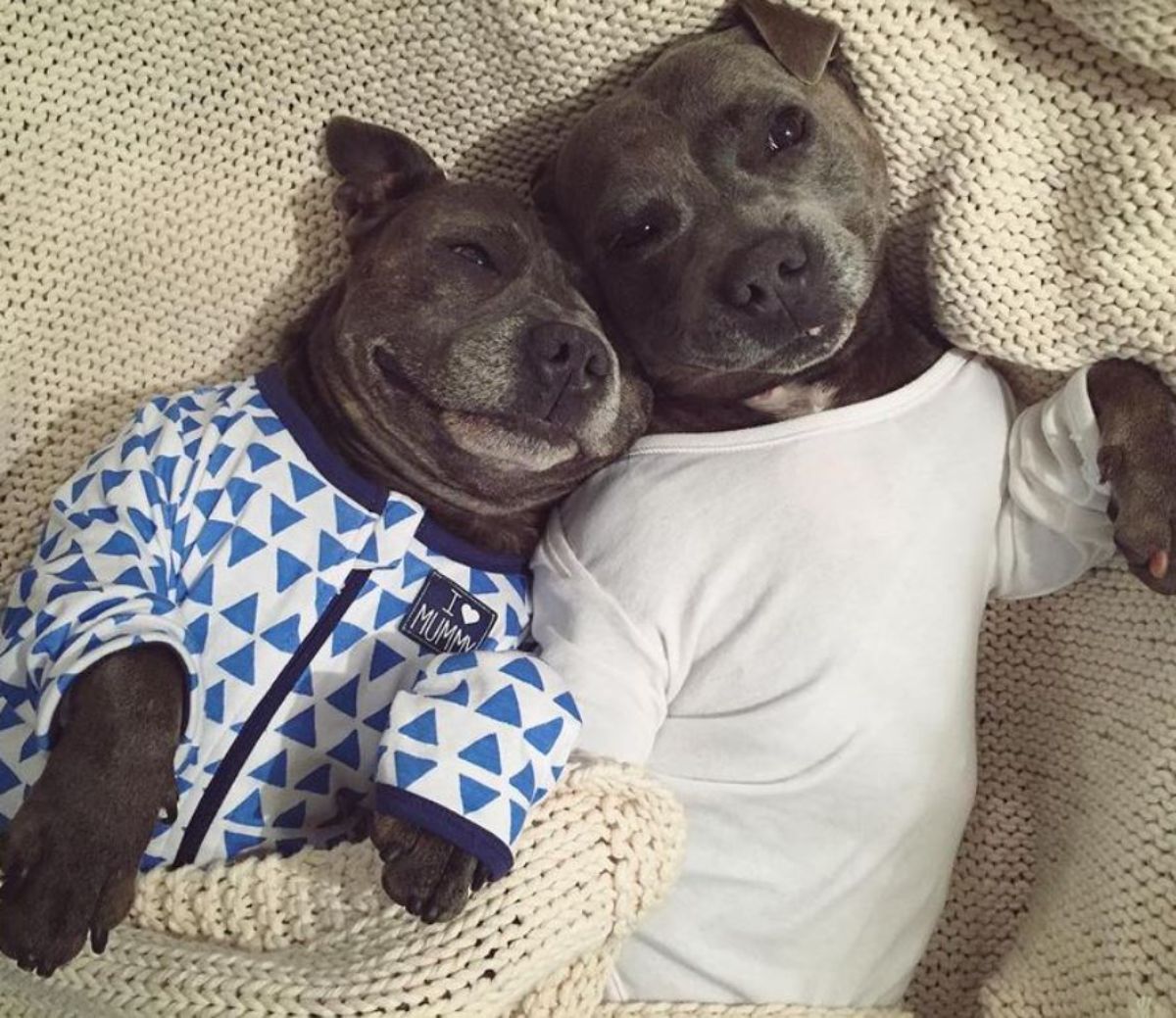 one grey pitbull wearing a blue onesie with blue triangles and another grey pitbull wearing a white onesie