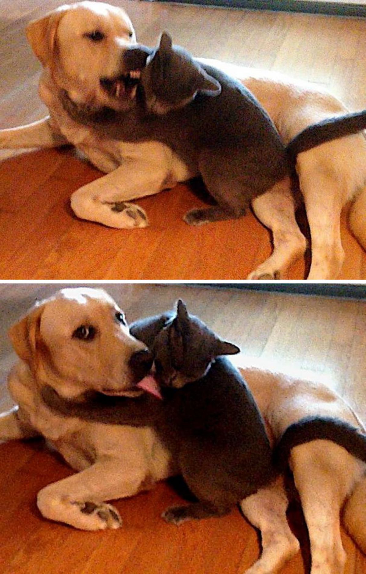 one photo of a yellow labrador retriever fighting with a grey cat and one photo of the dog licking the cat