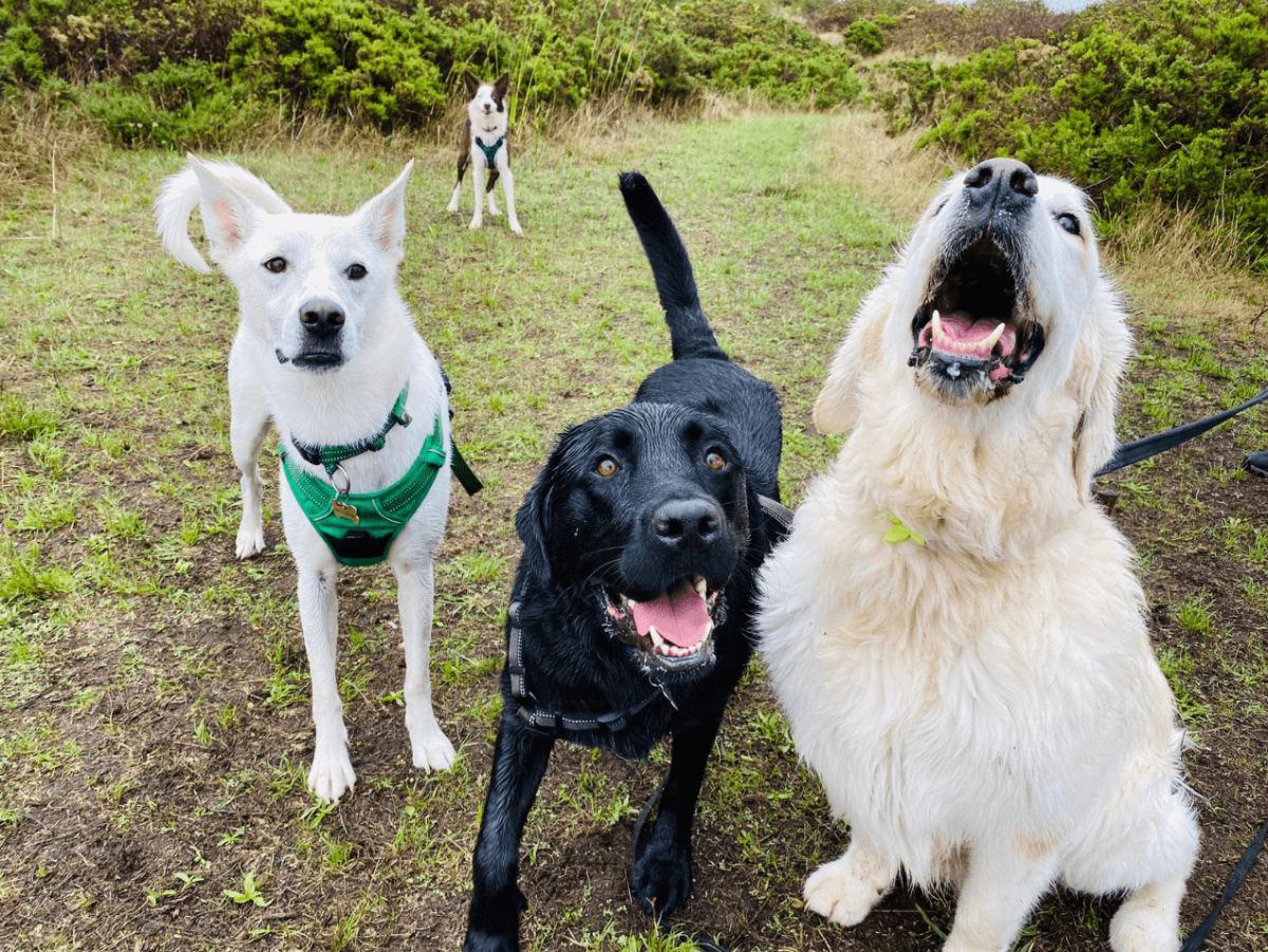 one white dog, one black dog, one golden retriever standing together with a black and white dog in the back