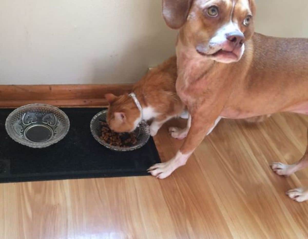 orange and white cat eating out of the dog's food bowl while a brown and white dog looks back in sadness and confusion