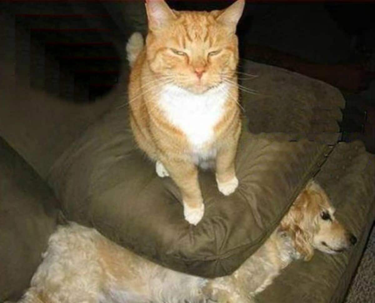 orange and white cat sitting on a couch cushion on top of a fluffy brown dog