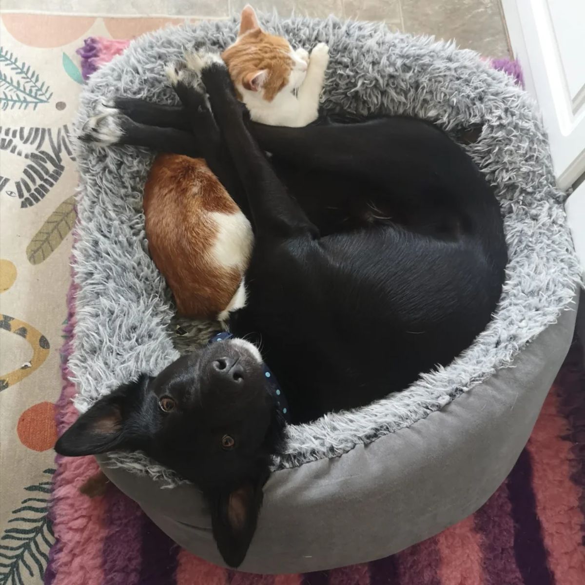 orange and white cat sleeping in a fluffy grey dog bed cuddling with a black and white dog