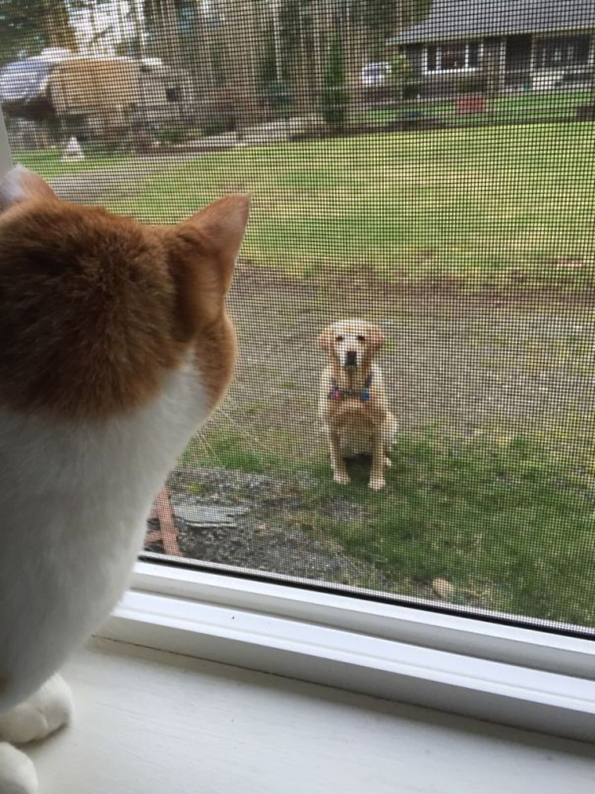orange and white cat staring at a golden retriever in the yard through a window