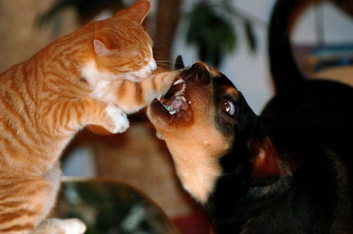 orange and white cat swatting a black and brown dog and the dog's mouth is open
