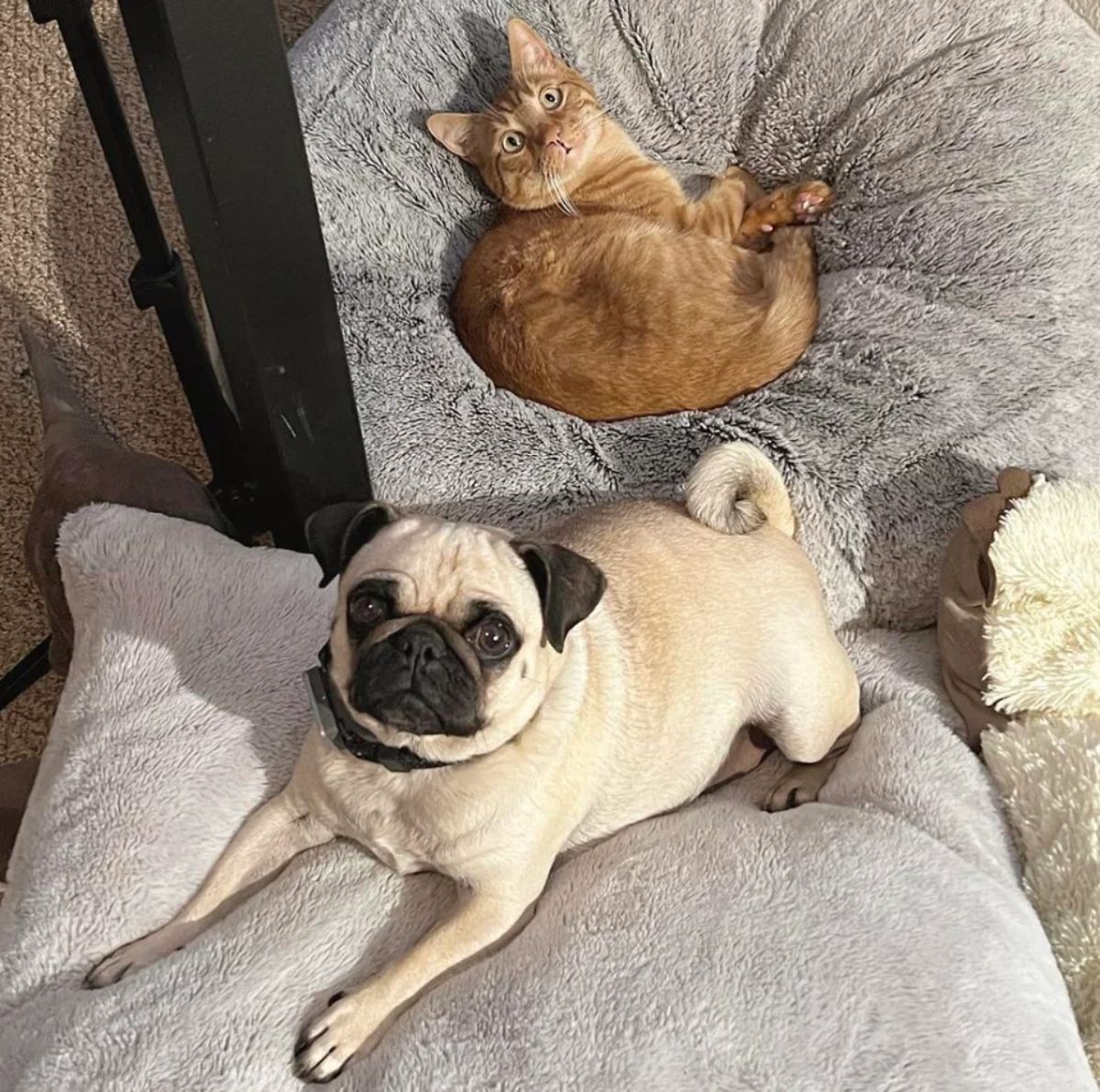 orange cat laying on a grey dog bed and a brown pug laying on another grey dog bed