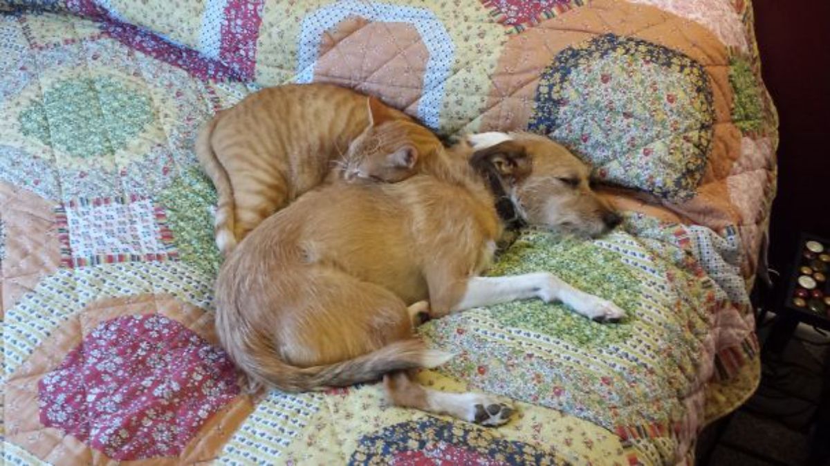 orange cat sleeping and cuddling with a brown and white dog on a colourful bed