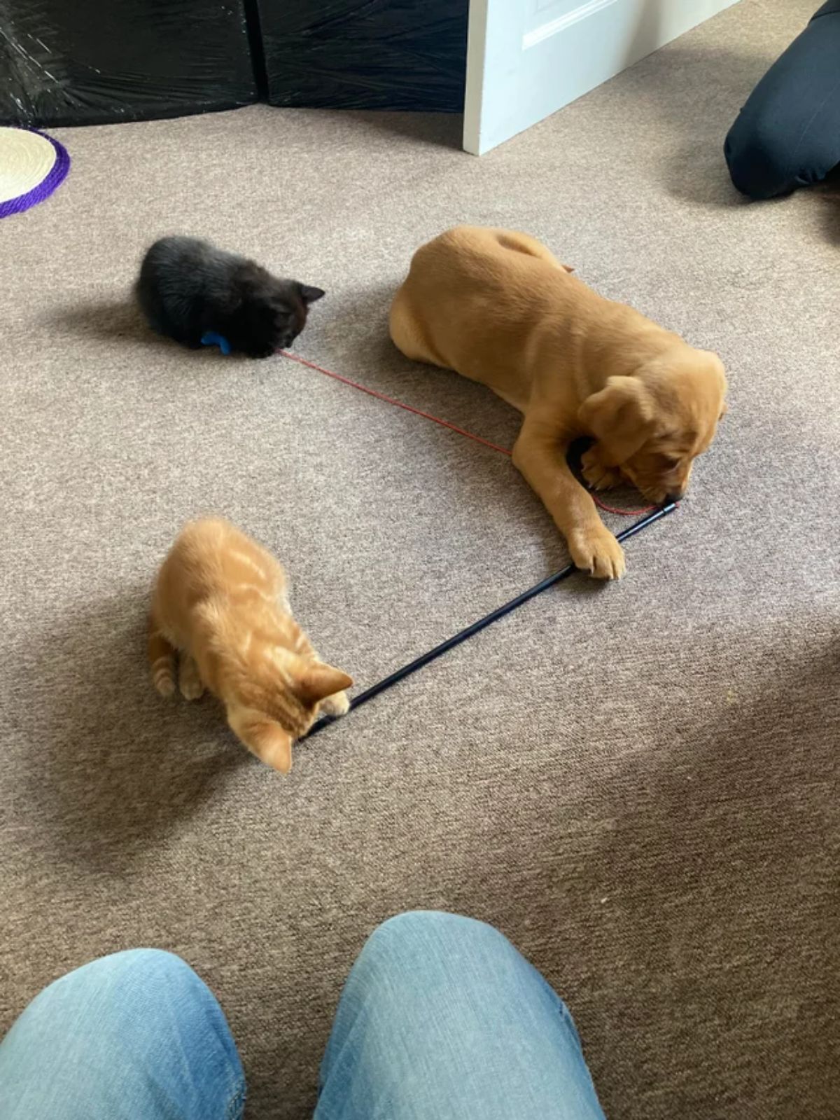 orange kitten, brown puppy and black kitten playing with a cat toy laid on the floor