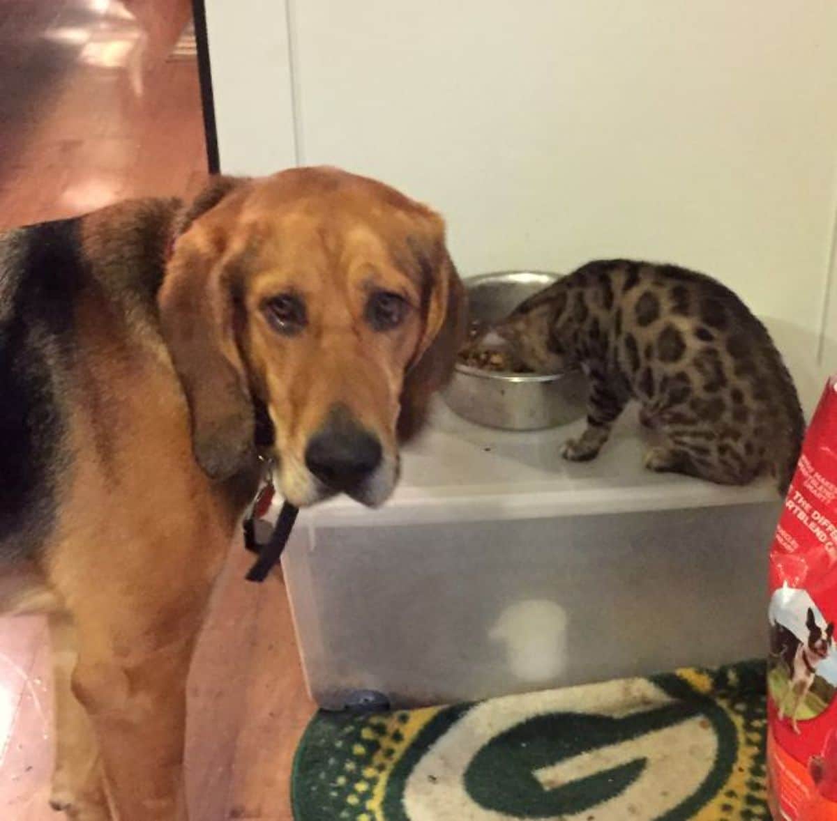 sad brown and black dog looking at the camera while a bengal cat eats out of the dog food bowl