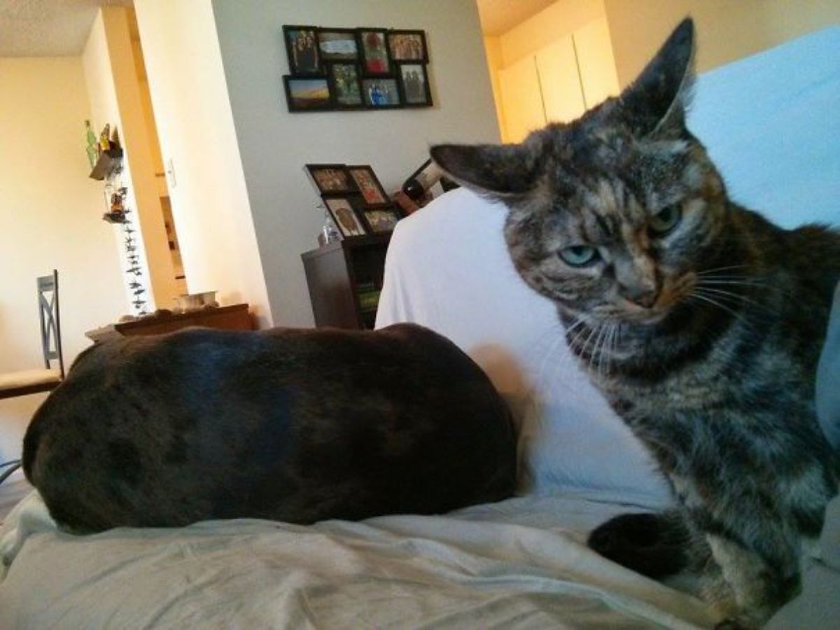 sleeping black dog on a white sofa next to an angry grey and orange cat looking at the camera