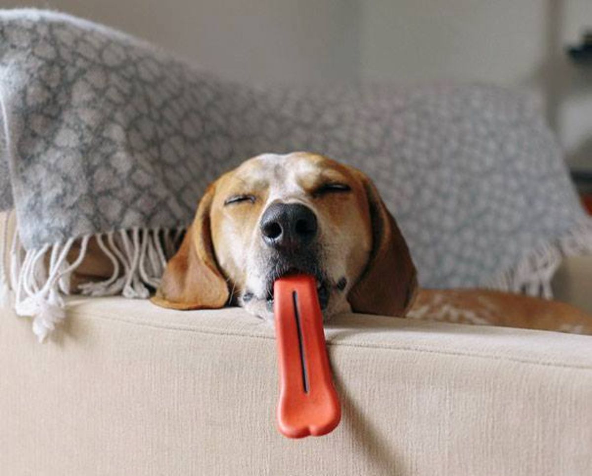 sleeping brown and white dog with a red tongue toy sticking out the mouth