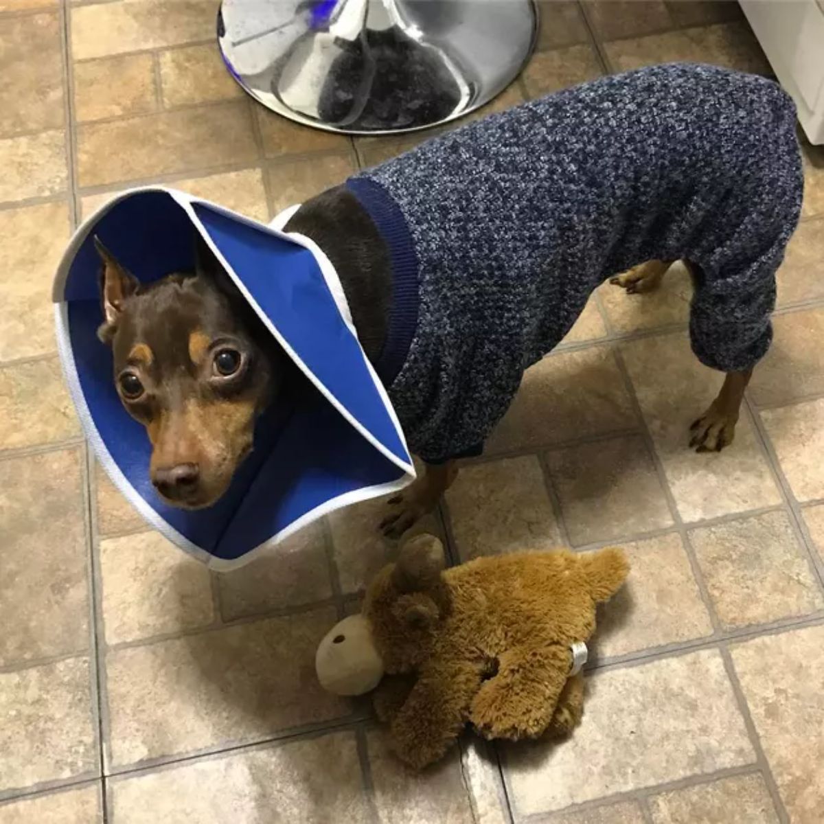 small black and brown dog in a blue cone and a blue wool onesie with a brown stuffed toy on the floor
