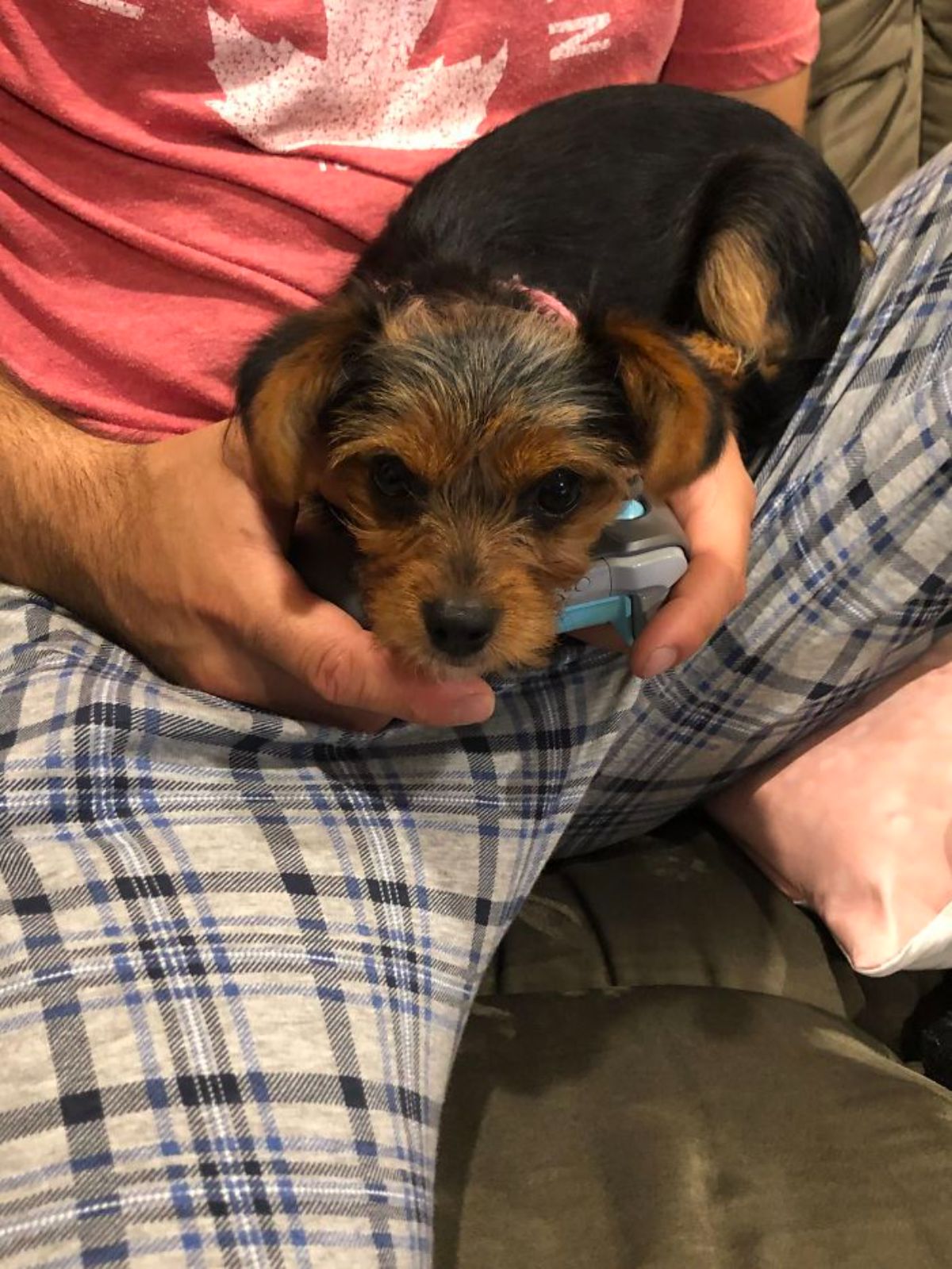 small black and brown puppy on a man's lap
