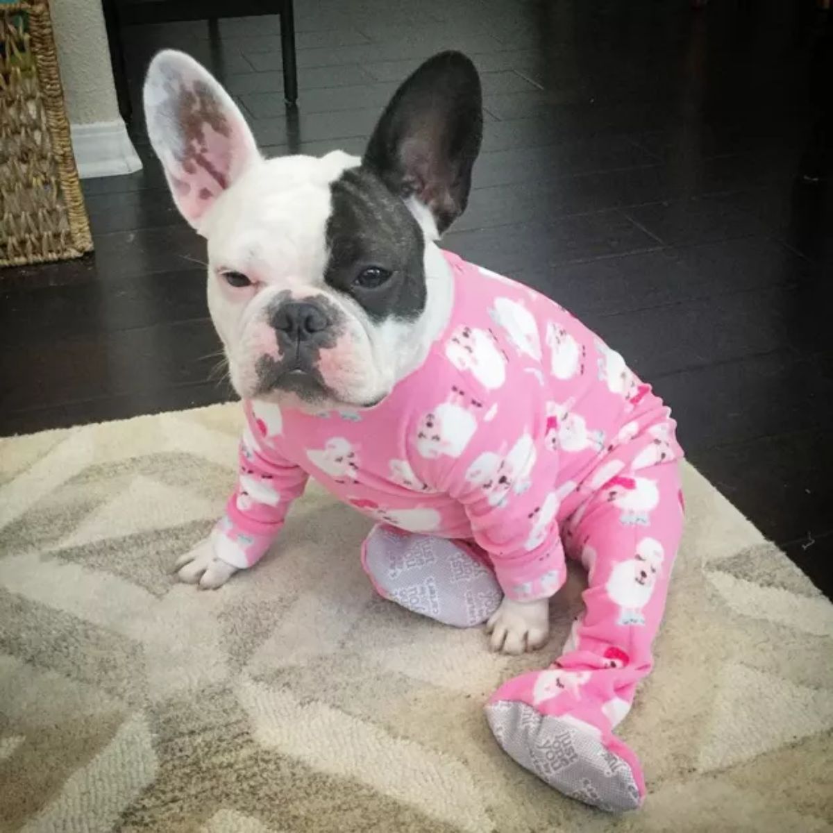 small black and white dog in a pink and white sheep onesie