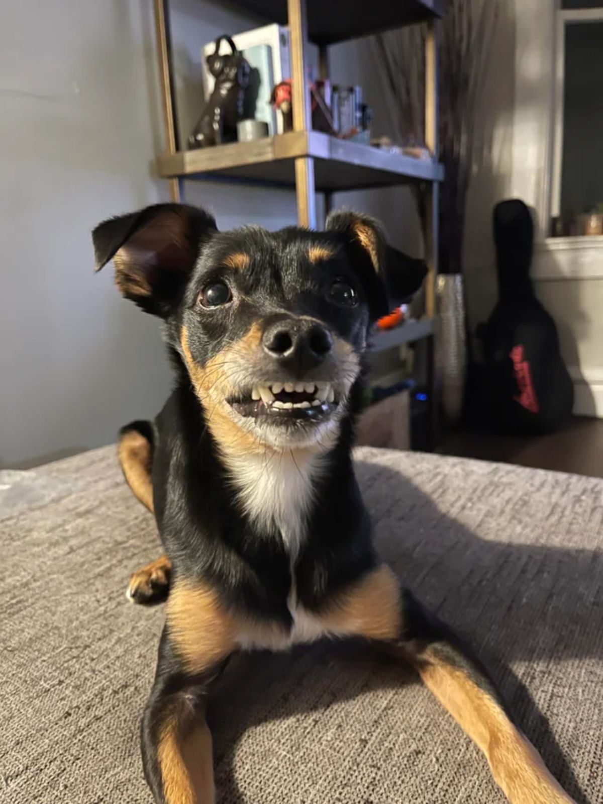 small black brown and white dog smiling with the teeth showing