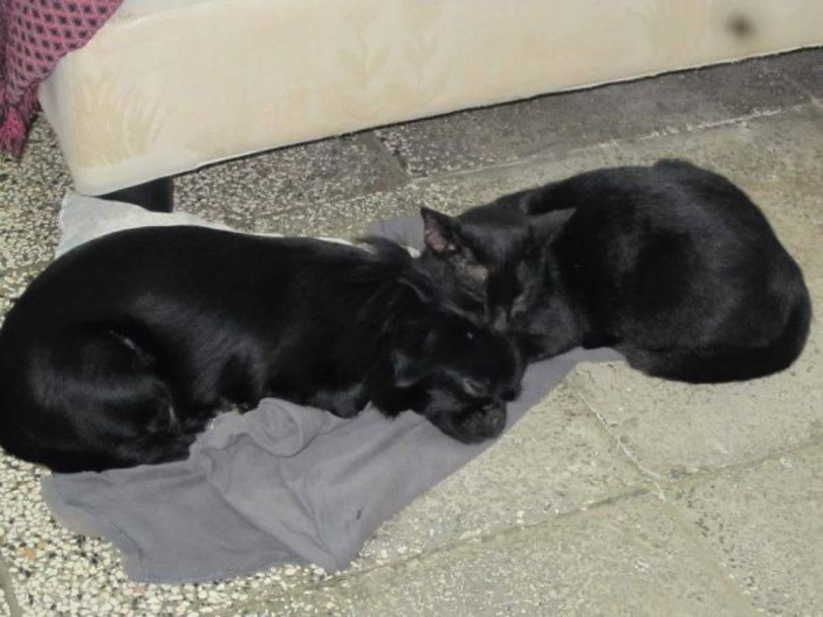 small black dog and black cat cuddling together