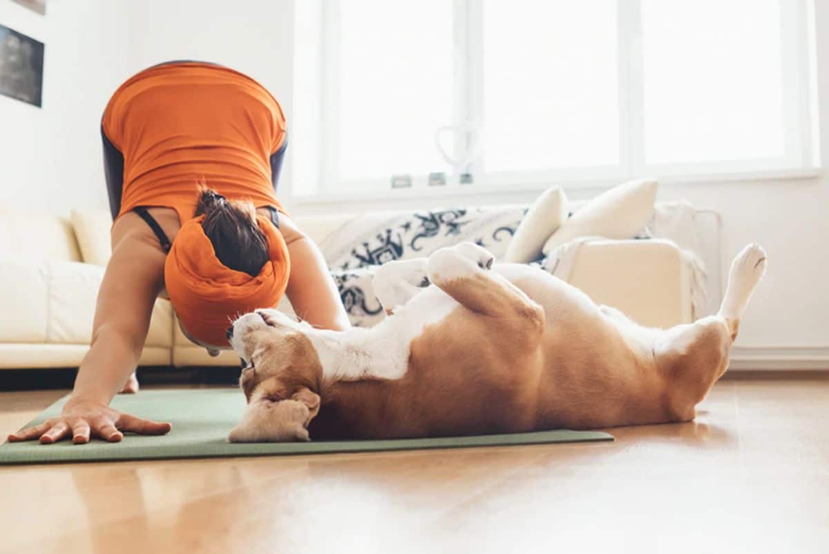 small brown and white dog laying belly up next to a woman doing yoga