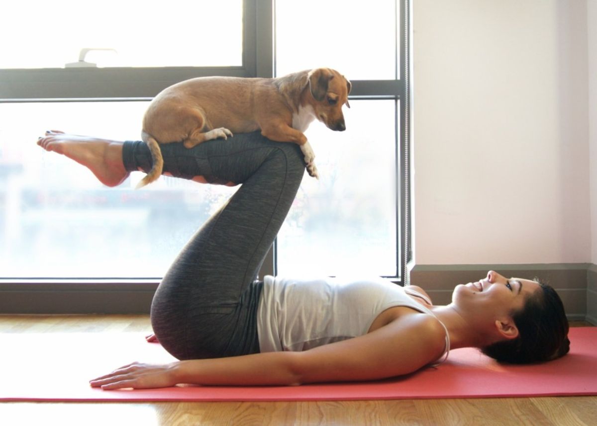 small brown and white dog laying on the bent legs of a woman doing yoga